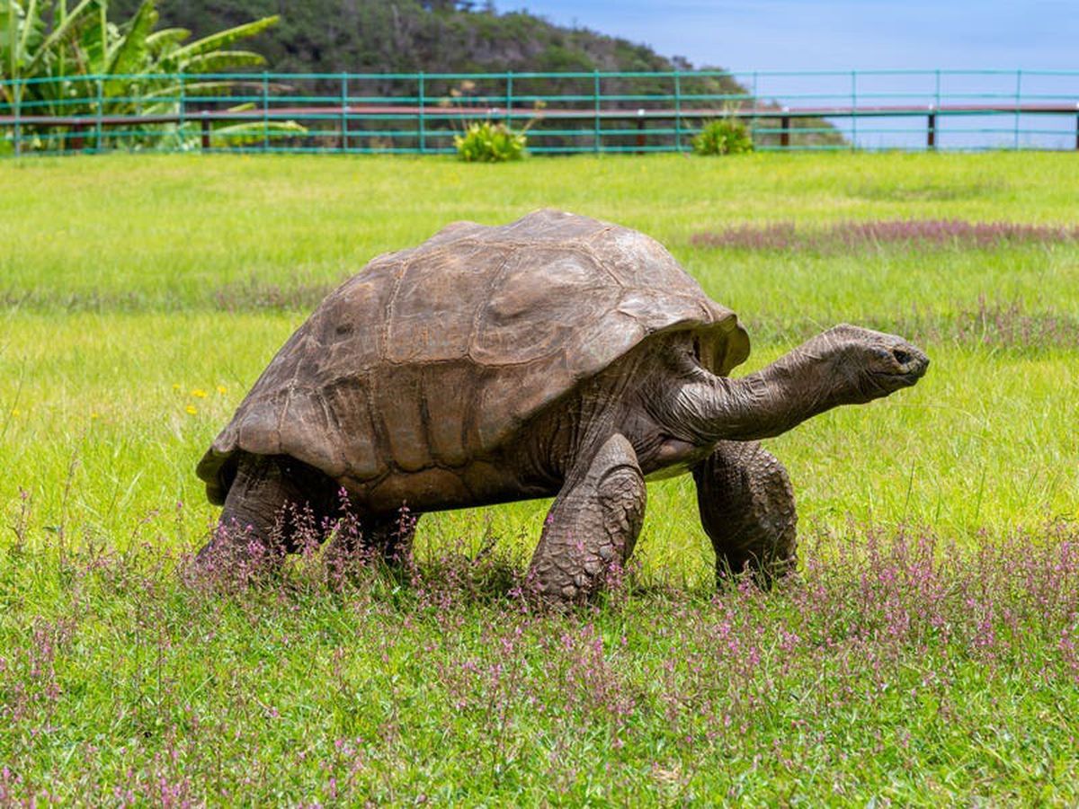 World S Oldest Tortoise Has Seen Off Two World Wars And The British   R2AAFRQ3YNAOJEXB4LU5Z47BEY 