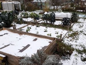 Snow on the plot. (Pictures by Paul Savident) (31576546)