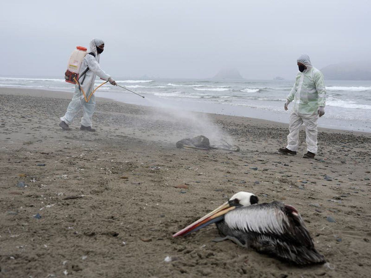 Pelicans dying as bird flu outbreak spreads to Venezuela