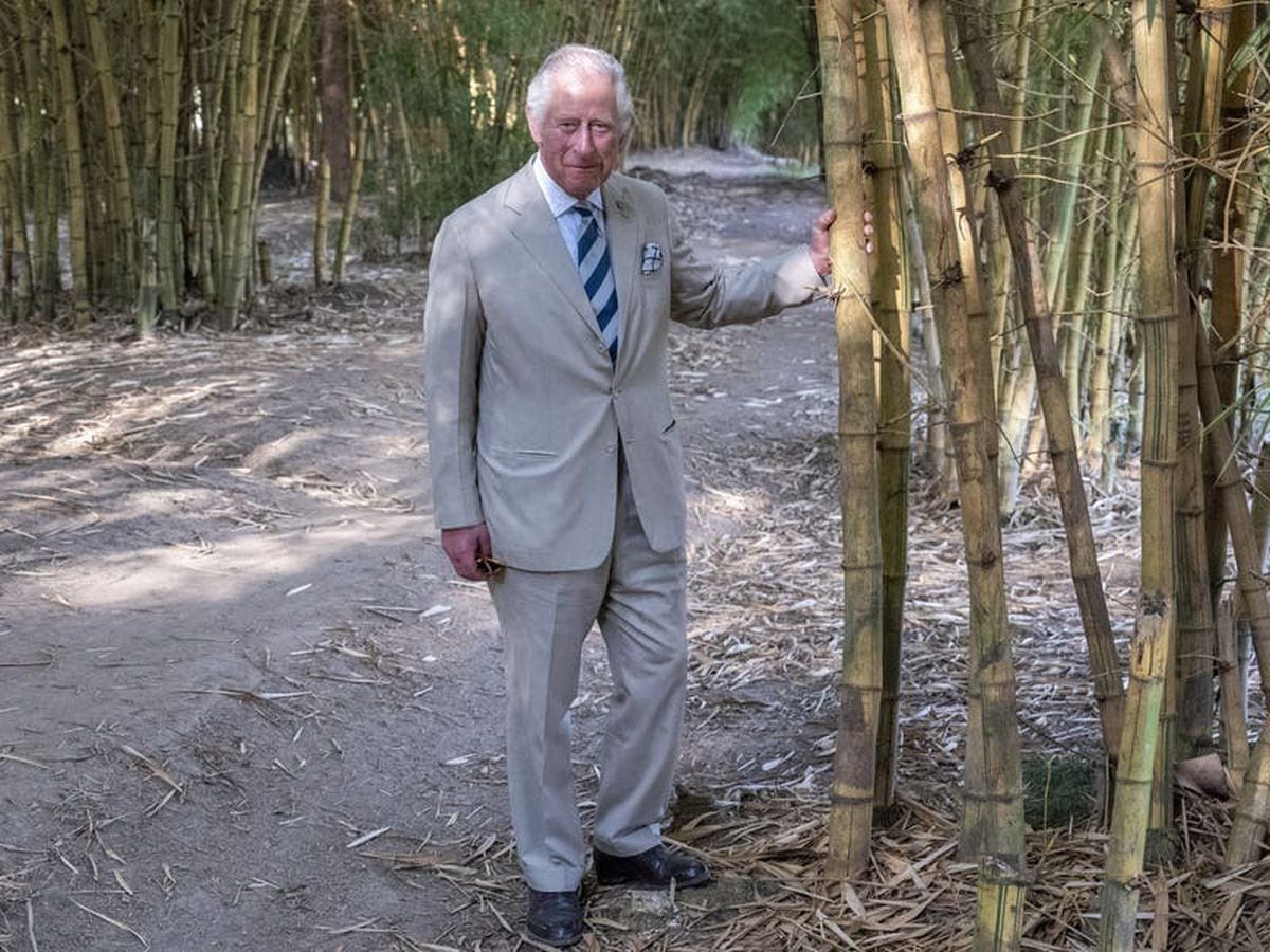 ‘I feel slightly bamboozled,’ quips Charles after posing among bamboo trees