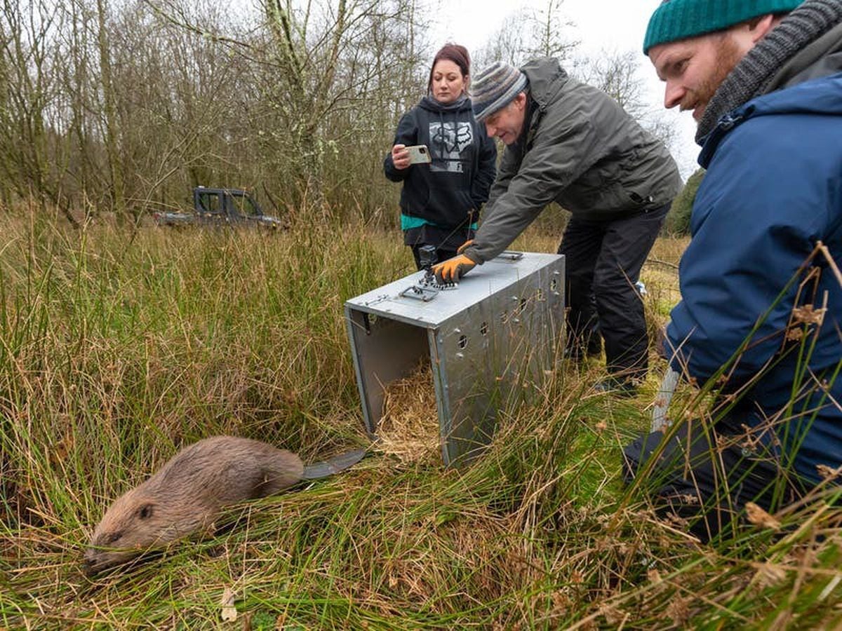 Beavers saved from culling relocated to family farm in ‘groundbreaking’ move