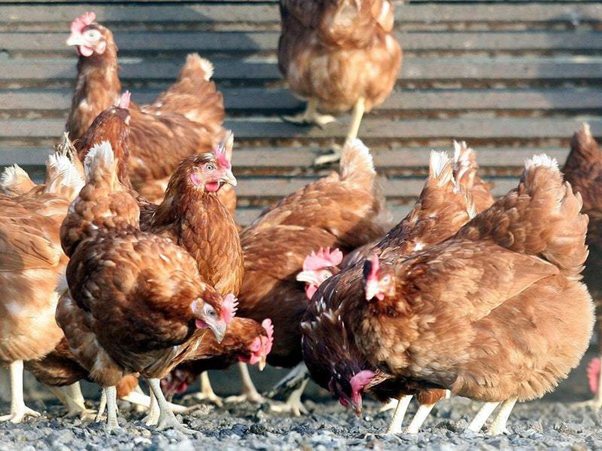 best chicken breed for egg production