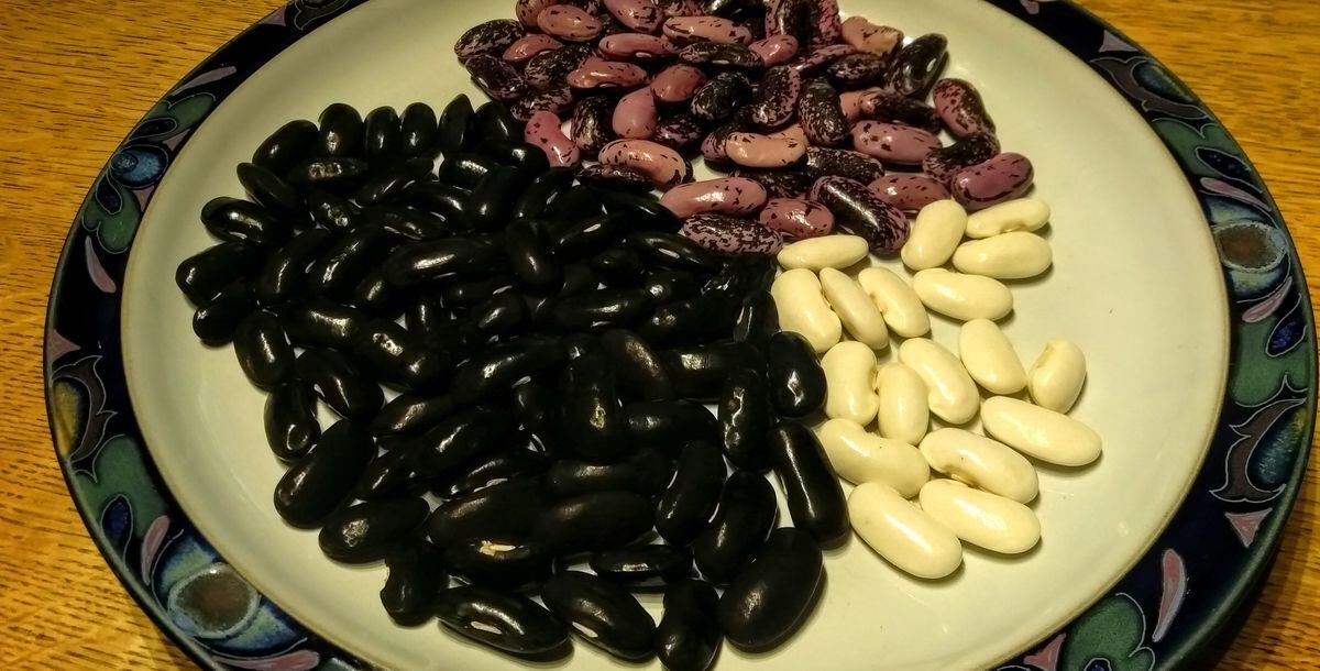 Shaz’s 'Black' Scarlet Emperor runner beans and Golden Gate Beans. (Picture by Paul Savident) (31163533)