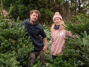 Ryan and Charlotte Le Guilcher of the Accidental Zoo are collecting Christmas trees to turn into windbreaks and chippings. (Picture supplied by Andrew Le Poidevin, 30353400)