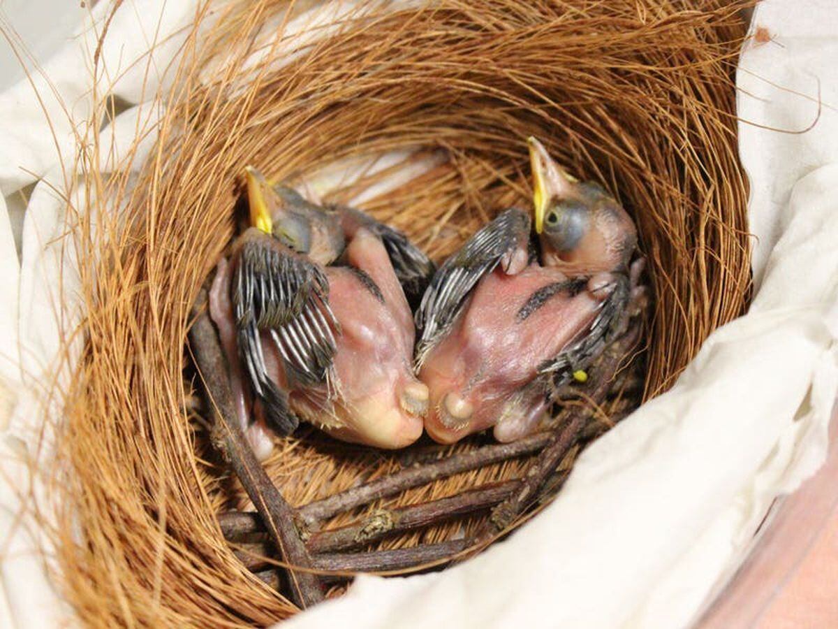 Zookeepers save endangered baby birds by hand-feeding them 12 times a day
