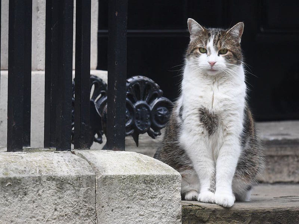 Chief mouser Larry the cat celebrates 10 years in Downing Street