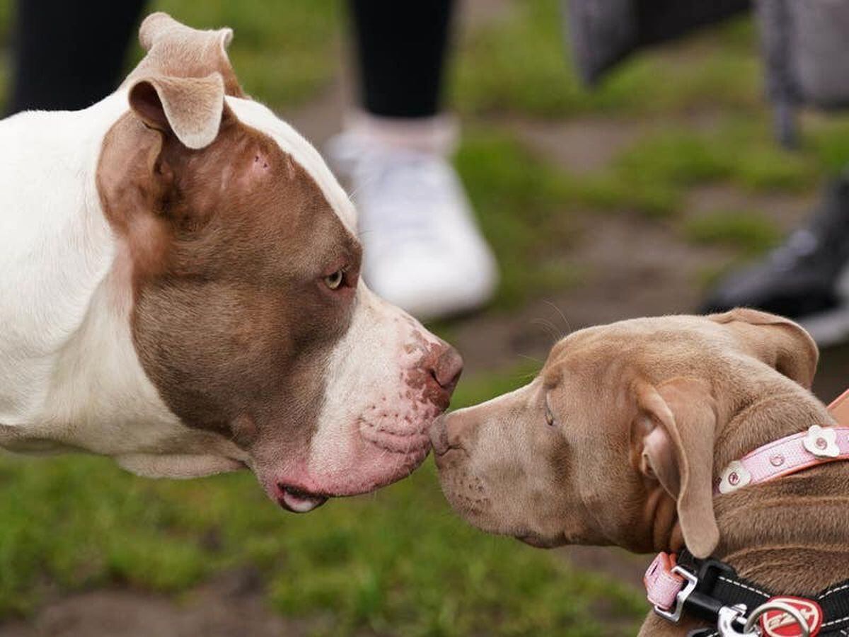 Exact date XL Bully dogs will be banned in UK as laws on muzzles tighten -  Daily Record