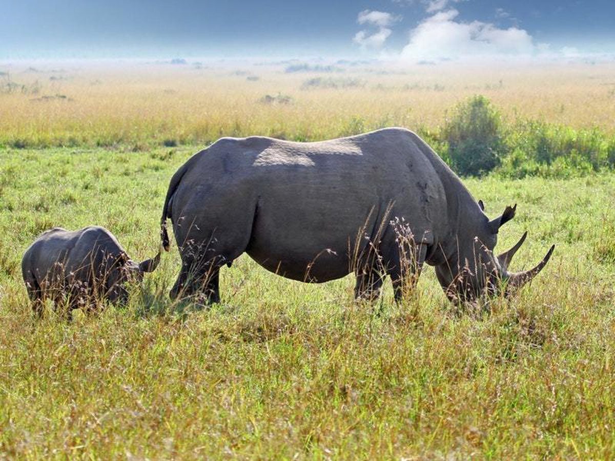 This young rhino wallowing in the mud is the epitome of relaxation ...