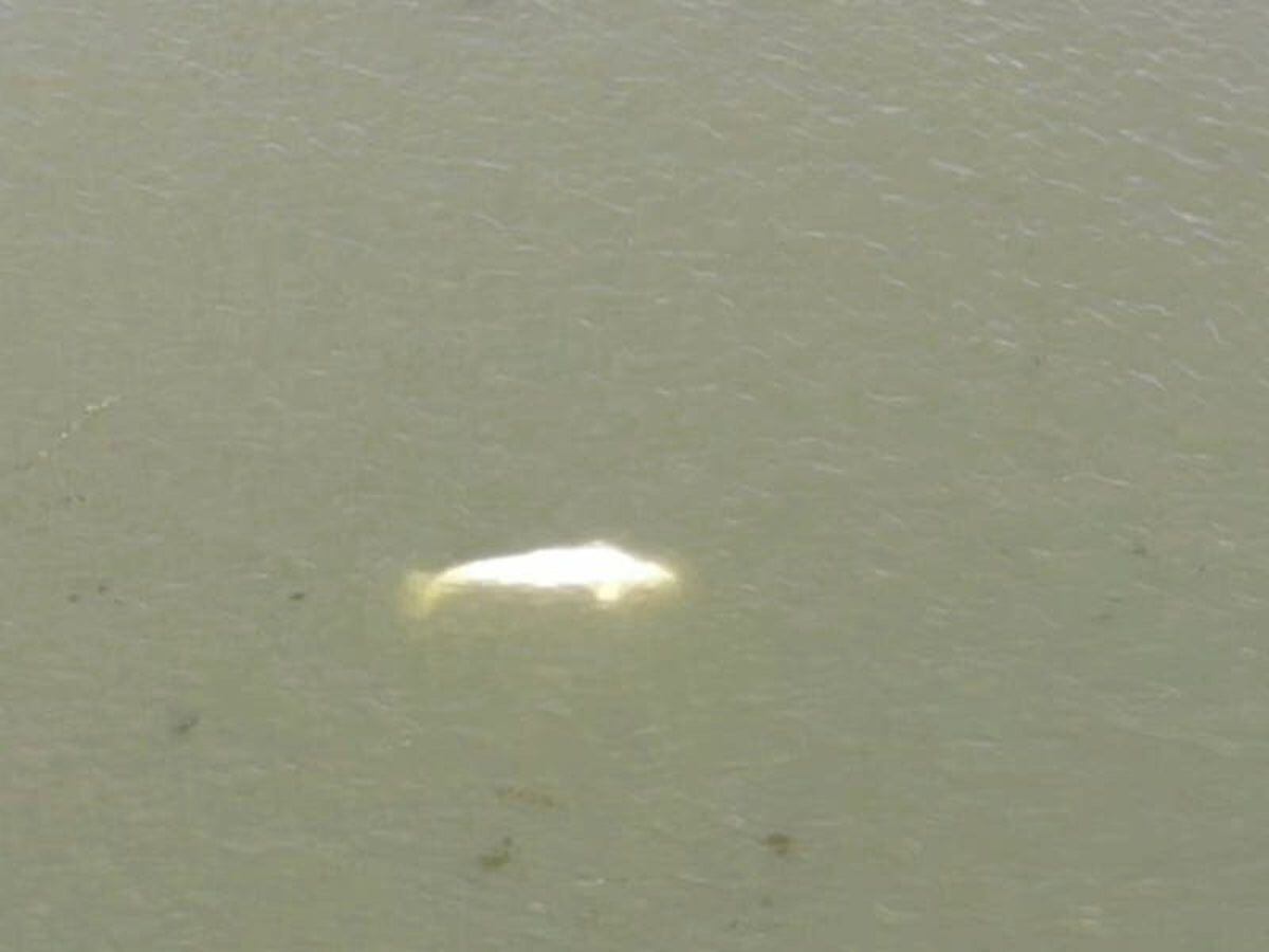 Beluga whale which strayed into France’s Seine River not accepting food