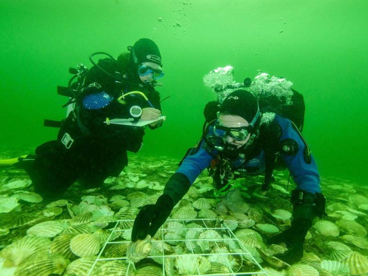 Glenmorangie to create native oyster reef Guernsey Press