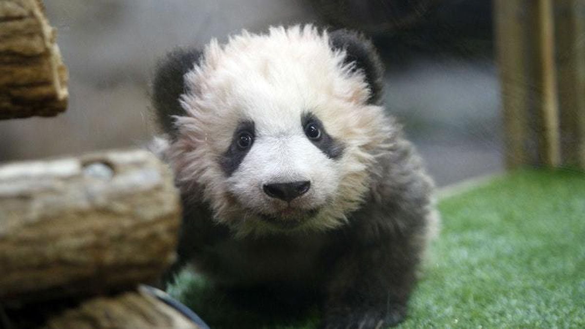 France’s first baby panda throws a tantrum at naming ceremony ...