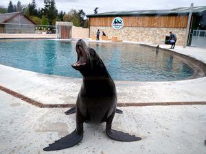 Scottish safari park reveals upgrade to home for resident sea lions