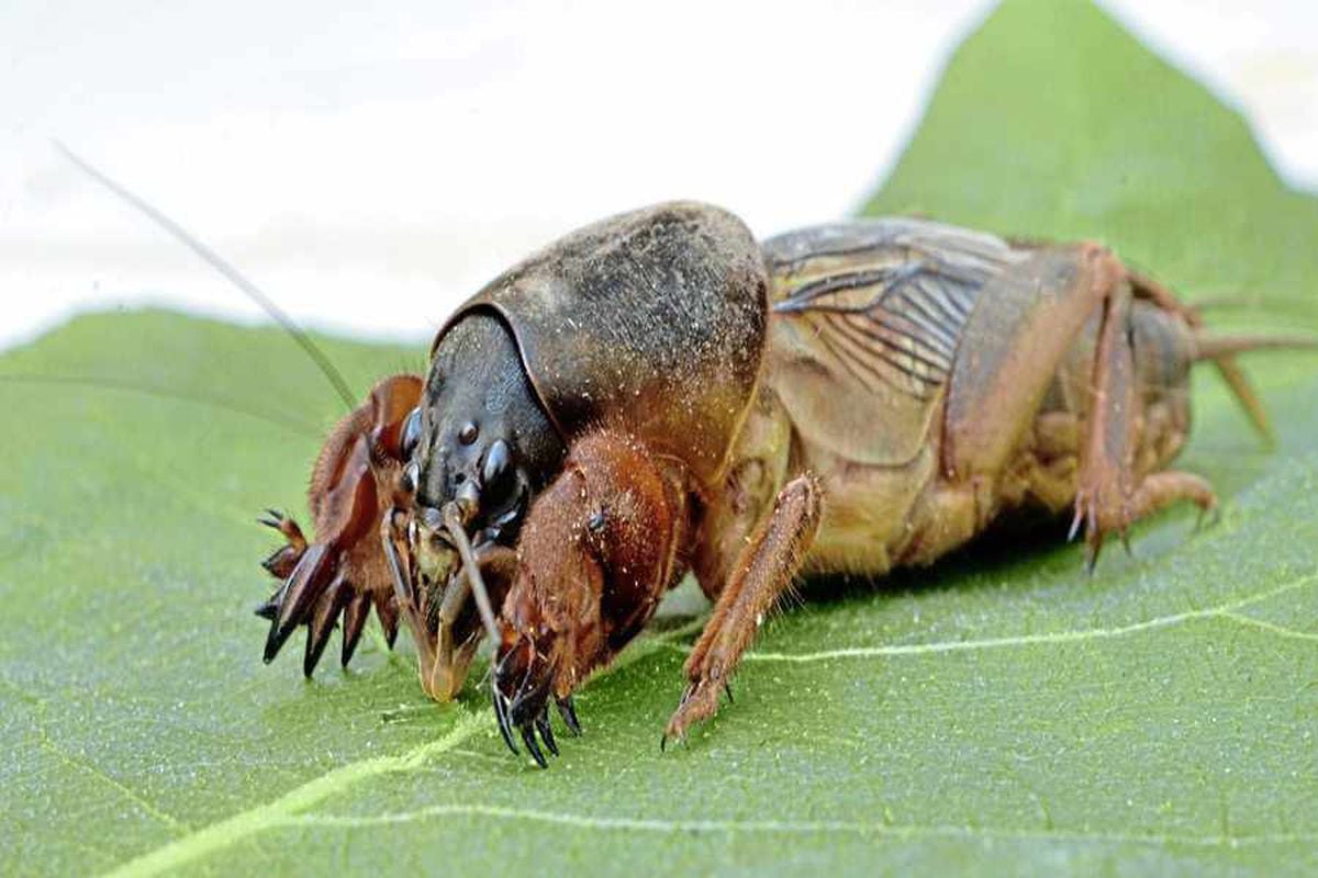 Conservation group in moves to protect rare mole cricket | Guernsey Press