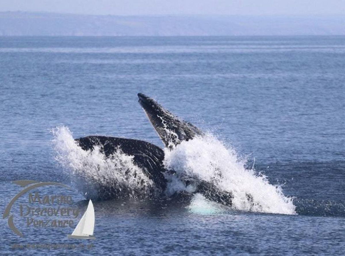 Humpback Whale Spotted Off The Coast Of Cornwall | Guernsey Press