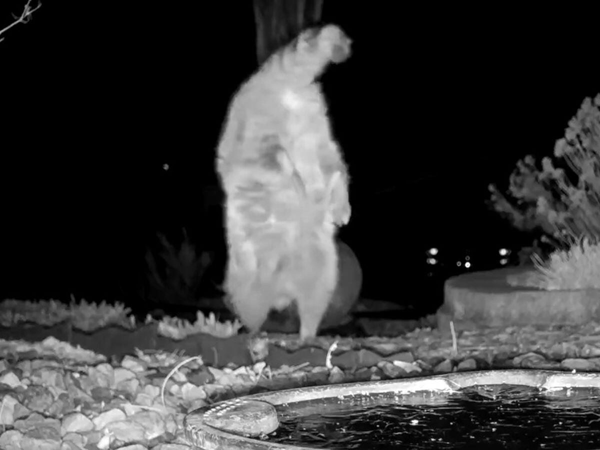 Video shows raccoon completing handstand and walking on front paws in ...