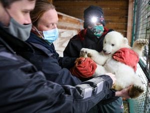 It’s a boy: UK’s youngest polar bear cub confirmed as male in first health check
