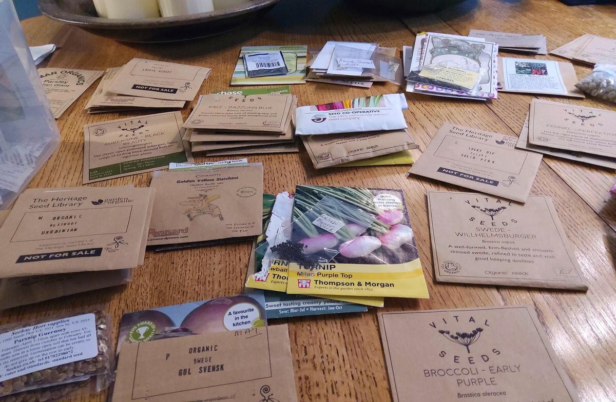 Seed sorting. (Picture by Paul Savident) (30434964)