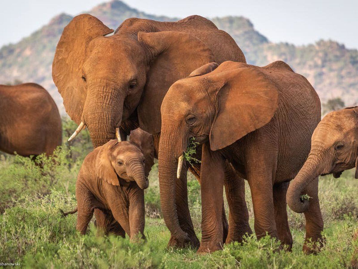 Africa’s elephants at increasing extinction risk from poaching and