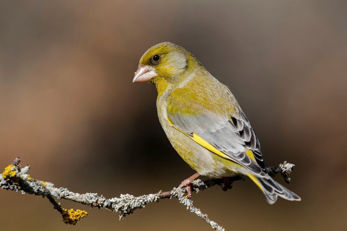 Island birds put on RSPB red list | Guernsey Press