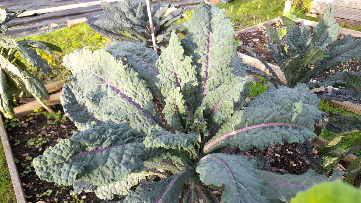 Dazzling Blue Kale. (Pictures by Paul Savident) (31576554)