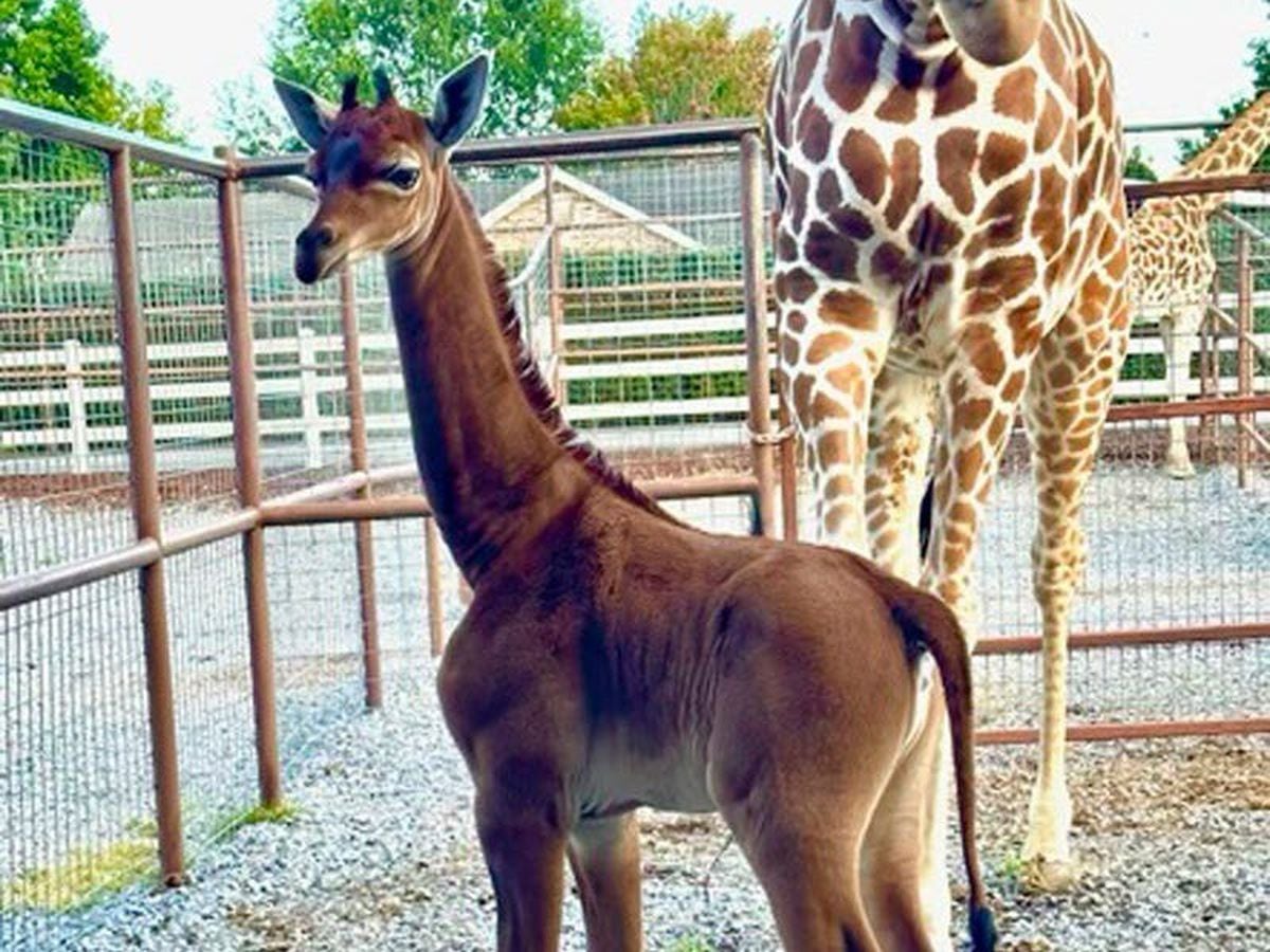 Rare spotless giraffe with no coat pattern born at US zoo | Guernsey Press