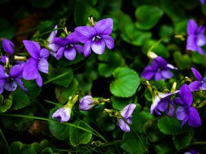 Guernsey violets. (Picture by Richard Leighton-Hammond) (30765343)