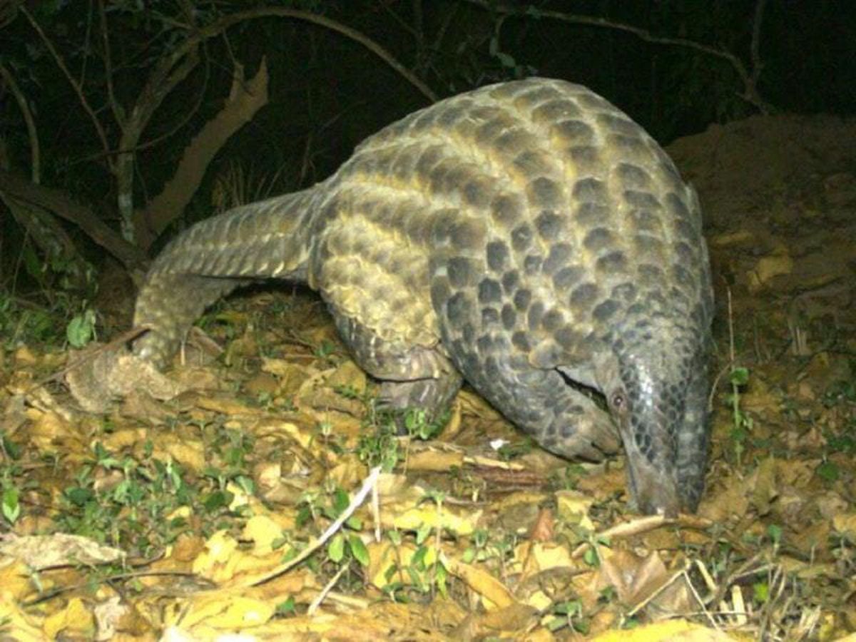 Wildlife experts from Chester Zoo fit rare giant pangolin with tracking ...