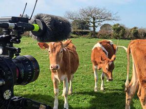 The Sark herd and its dairy were featured on Channel 5’s Springtime on the Farm.