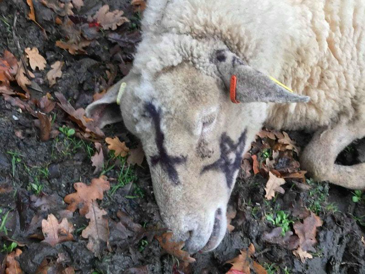 Animals targeted in 'occult' attacks in the New Forest | Guernsey Press