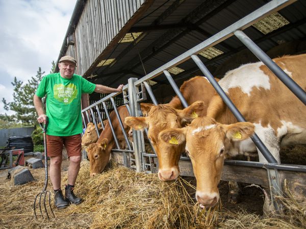Picture by Luke Le Prevost. 28-09-22..Jim Naftel comments on how the dairy farming industry is coping after the dry summer. He is wearing a #WildAboutGuernseyFarming t-shirt as part of a Guernsey Dairy campaign.. (31315994)