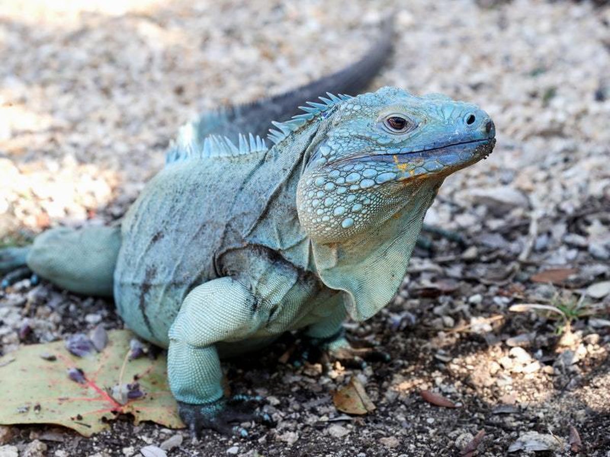 It’s raining iguanas in Florida as reptiles fall from trees | Guernsey Press
