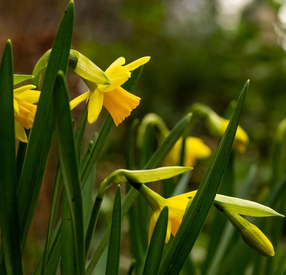 King Alfred Daffodils at allotment. (Picture by Richard Leighton-Hammond) (30765347)