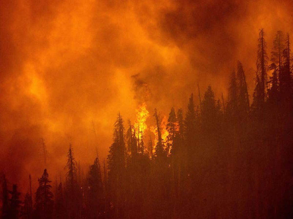 Thousands Of Giant Sequoia Trees Killed In California Wildfires Guernsey Press 