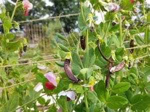 Mr Bethell's Purple Podded Pea. (Picture by Paul Savident) (30961388)