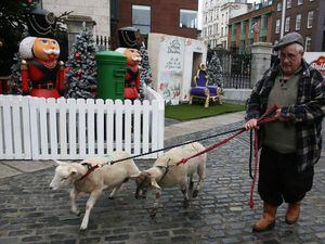 Live animal crib makes return at new location in Dublin