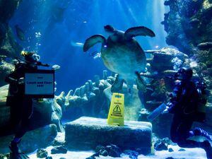 Turtle named Boris included in aquarium’s 6,000-creature annual stocktake