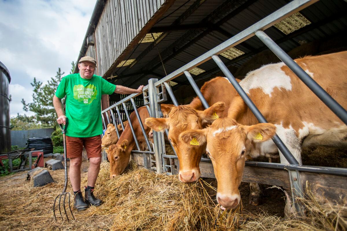 Jim Naftel, pictured with his dairy cows at Les Fauconnaires, said he would have struggled without the funding from Environment & Infrastructure. (Picture by Luke Le Prevost, 31315994)