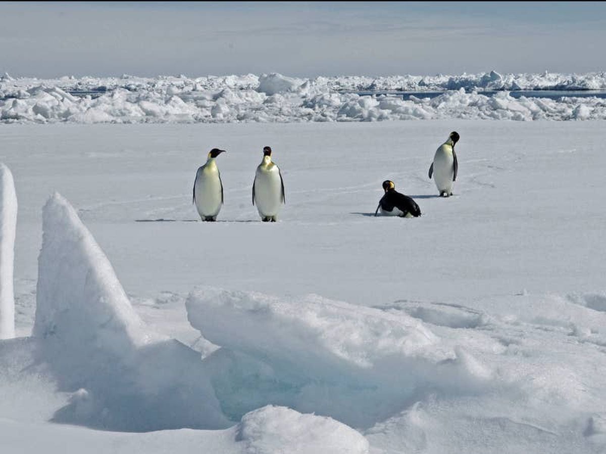 New emperor penguin colony in Antarctica discovered from space