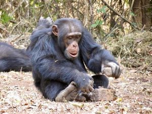 Tool use may be socially learned in wild chimpanzees, research suggests