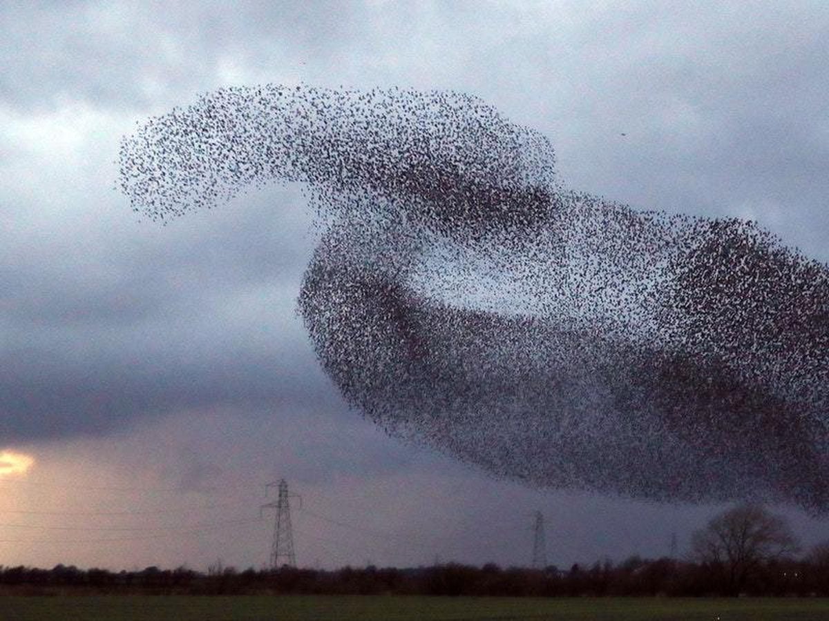 starling flocks flying