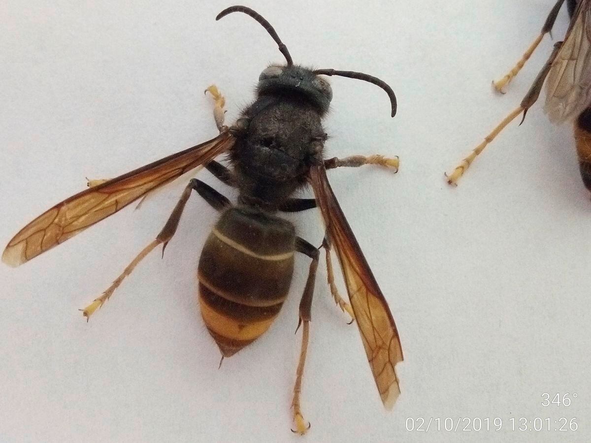 Recent warm weather could have encouraged Asian hornets out of hibernation.