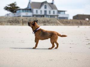 Picture by Luke Le Prevost. 27-04-22..From 1st May, dogs will be banned from certain beaches for the summer season. Border terrier Toots on Cobo beach.. (30761265)