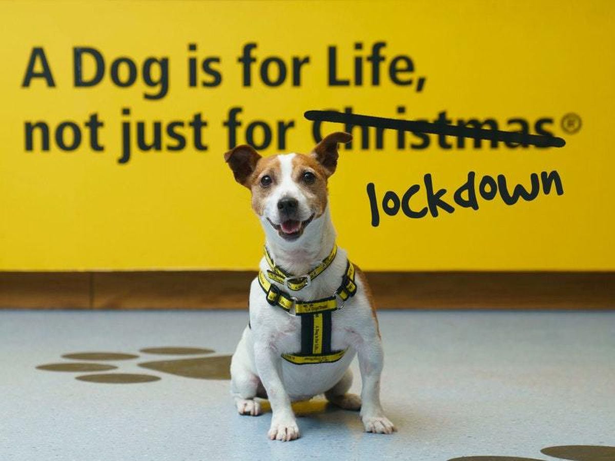 dogs-trust-a-dog-is-for-life-not-just-for-lockdown-guernsey-press