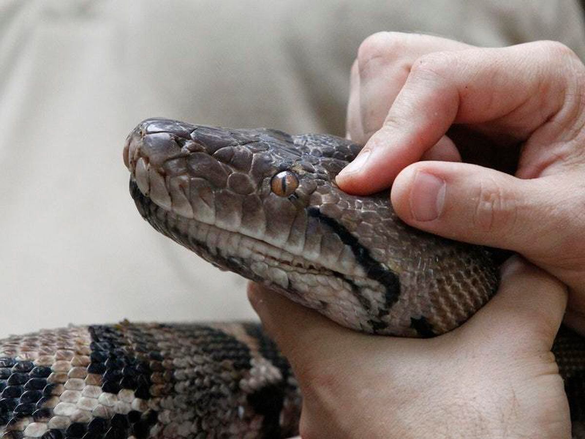 Missing 9ft Snake Reunited With Owner | Guernsey Press