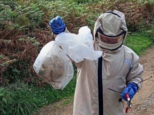 Asian Hornet Strategy field officer Damian Harris carries the bagged nest from its location near Herm’s Belvoir Bay. It was the first nest found on Herm and was spotted after an angler saw a swarm of the insects after his bait.