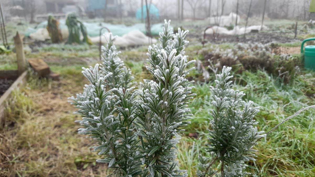 Hoar frost on rosemary. (Picture by Paul Savident) (31725003)