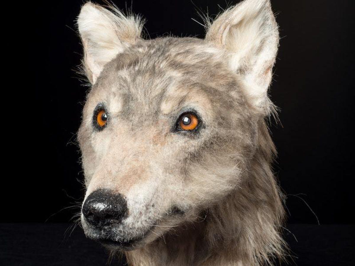 Expert reconstructs face of Neolithic dog after tomb discovery ...