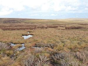 Co-op reveals deal with RSPB to restore and manage peatland