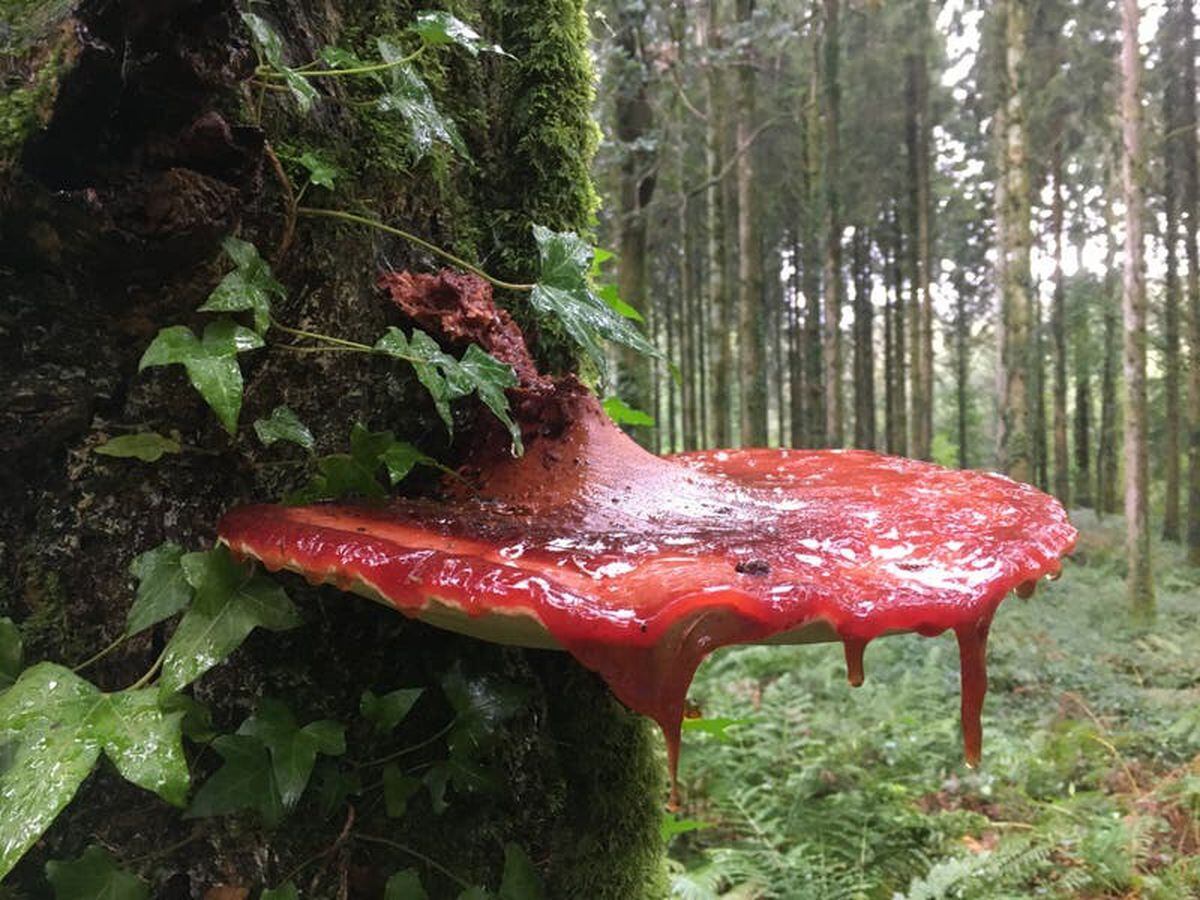 ‘Blood-oozing’ fungus and a cranefly in disguise: Weird woodland nature revealed