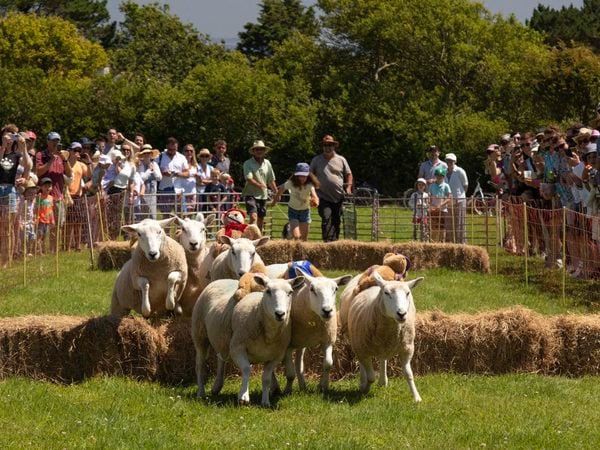 Sheep racing returned to Sark after Covid-19 had forced its cancellation in 2020. (30289361)